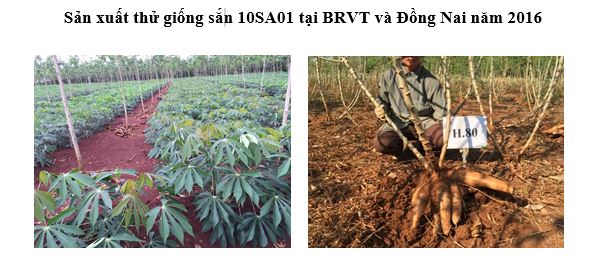 ĐÁNH GIÁ GIỐNG CÂY TRỒNG NHẬP NỘI