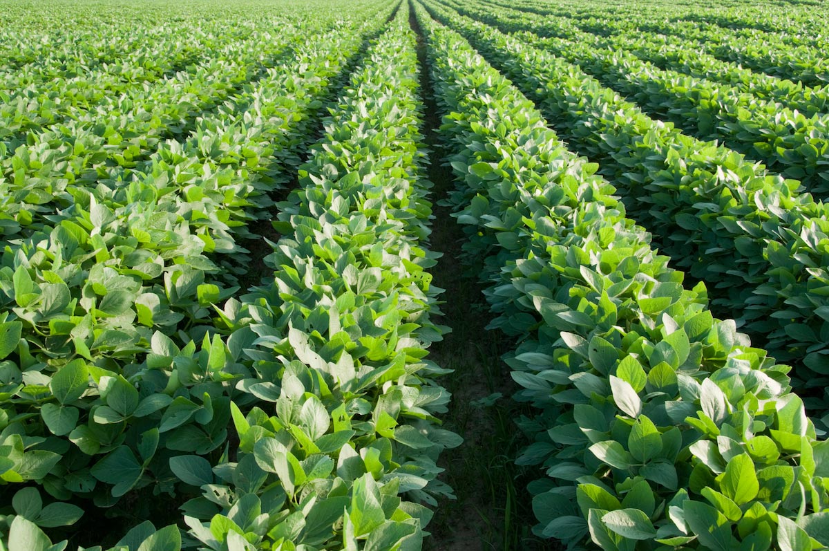 Chuyên gia  Mosanto đánh giá cây trồng GMO